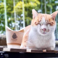 目をつぶった猫とコーヒーの写真