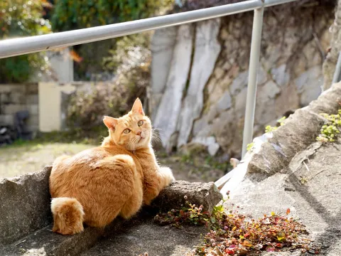 猫の細道でこちらを振り返って見つめる茶色い猫の写真